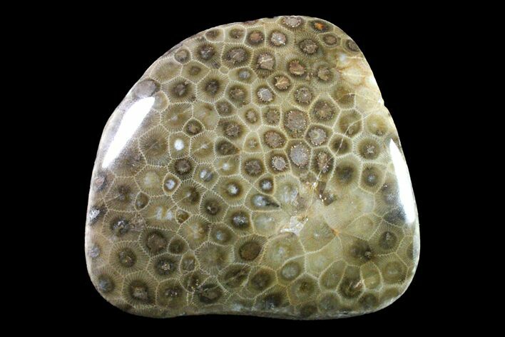 Polished Petoskey Stone (Fossil Coral) - Michigan #162065
